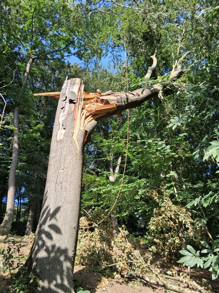 Rupture d'un axe principal sur un hêtre près un épisode venteux
