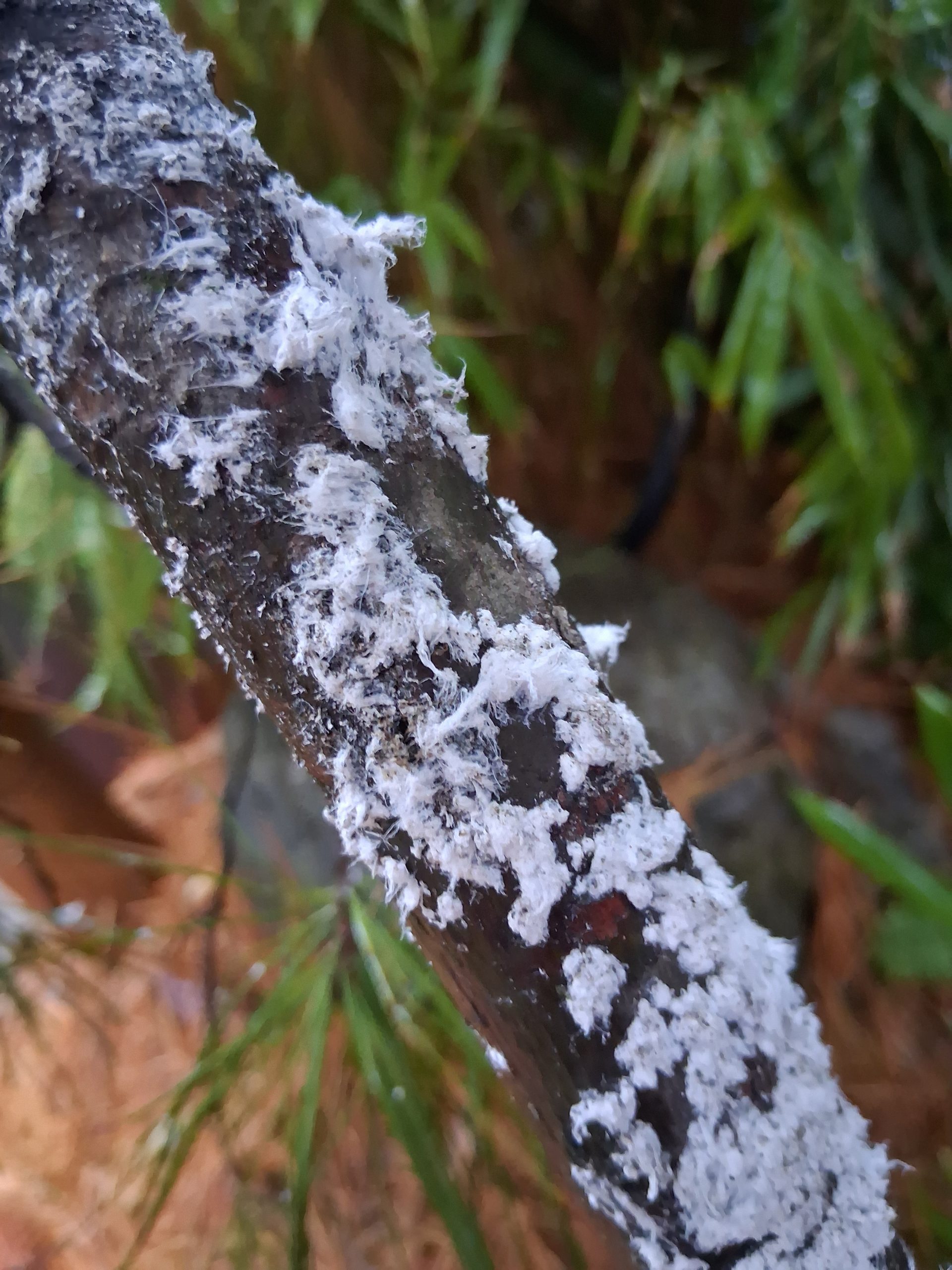 Colonies de Pineus sp. sur un pin mature