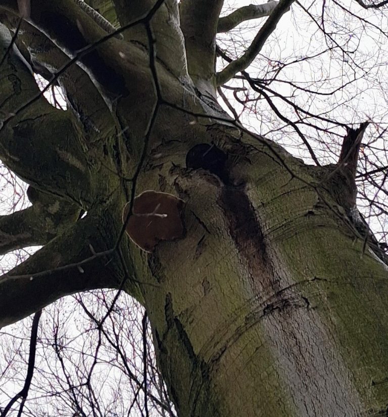 Ganoderma sur un hêtre partiellement creux