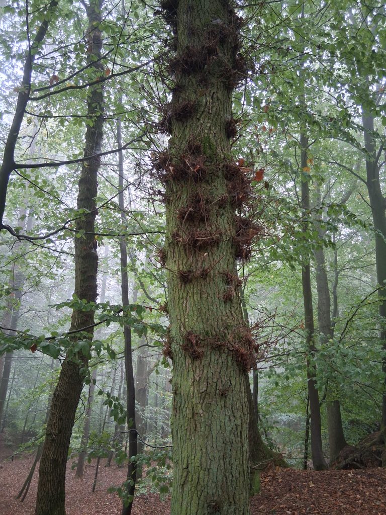 Formations épicormiques sur un chêne